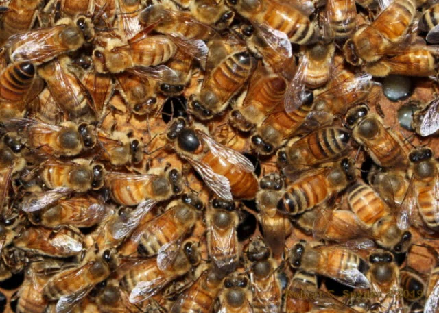 Italian Queen selected for hygienic testing.
