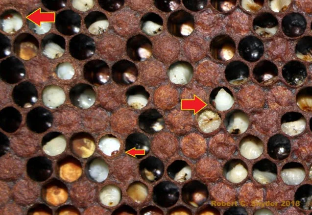 If you are seeing this or lots of Deformed Wing Virus (DWV) it will be really hard to nurse colonies back to health. This is what happens if you neglect to treat or manipulate colonies to impact mite levels. Red arrows point to varroa mite in or on open brood.