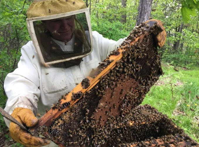 Beekeeper Elaine Peterson lifts a frame out of one of her hives at her property north of Gananoque. (Elliot Ferguson/The Whig-Standard)
