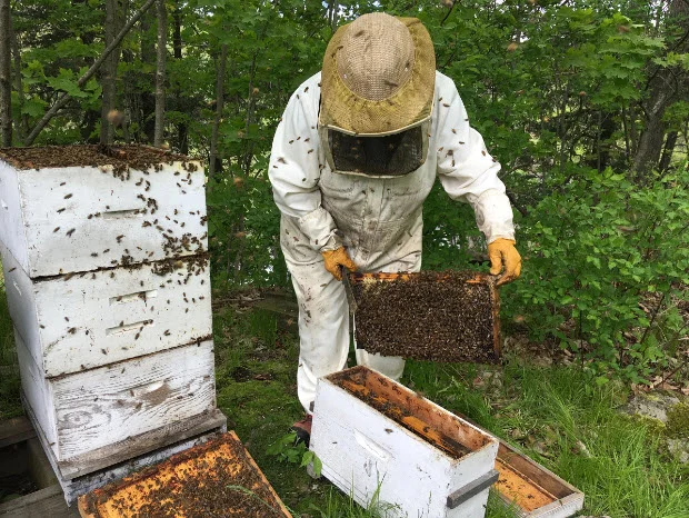 Beekeeper Elaine Peterson takes a frame out of one the hives in an effort to create a new hive at her property north of Gananoque.(Elliot Ferguson/The Whig-Standard)