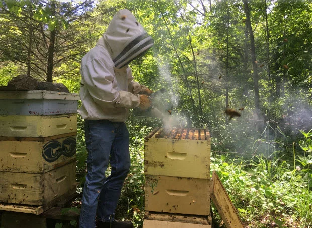 Beekeeper Curtis Brunet adds smoke while opening a hive on his property north of Lansdowne. (Elliot Ferguson/The Whig-Standard)