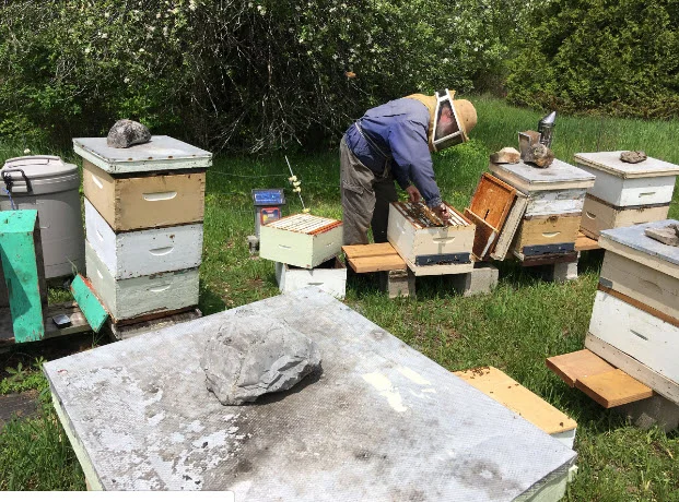 Beekeeper Bill Kirby checks one of his hives on his property near Yarker. (Elliot Ferguson/The Whig-Standard)