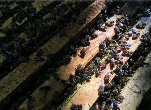 Honeybees on Curtis Brunet’s property north of Lansdowne. (Elliot Ferguson/The Whig-Standard)