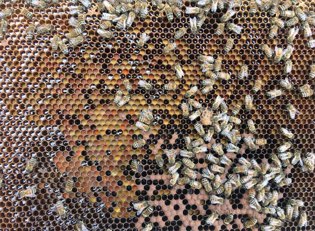 Honey reflects sunlight in one of Bill Kirby’s hives on his property near Yarker. (Elliot Ferguson/The Whig-Standard)