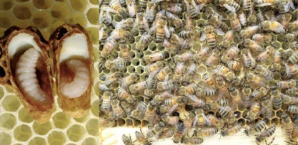Figure 3: Royal jelly (left) is fed to queen-destined larvae and worker jelly (right) is fed to worker-destined larvae.