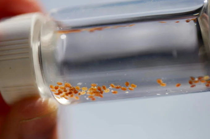 Varroa mites, tiny pests that can weaken and destroy honeybee colonies, are on display in a small jar. Olivia Falcigno/NPR