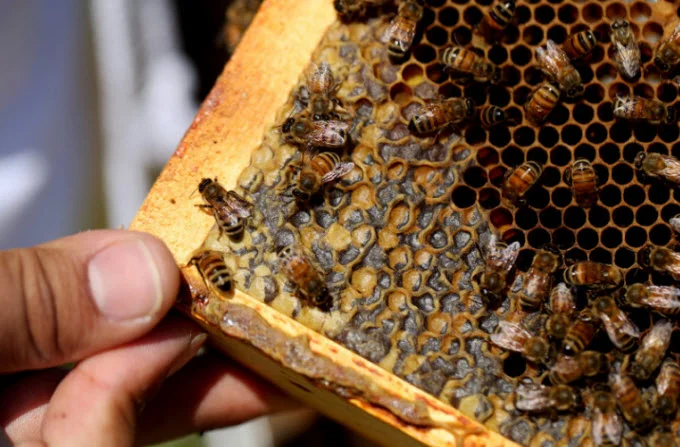 Bees crawl over larvae and capped honey cells on a hive frame. Larvae are especially vulnerable to pests like Varroa mites. Olivia Falcigno/NPR