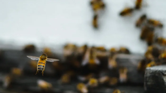Photo: Peter Nelson ( The Pollinators )