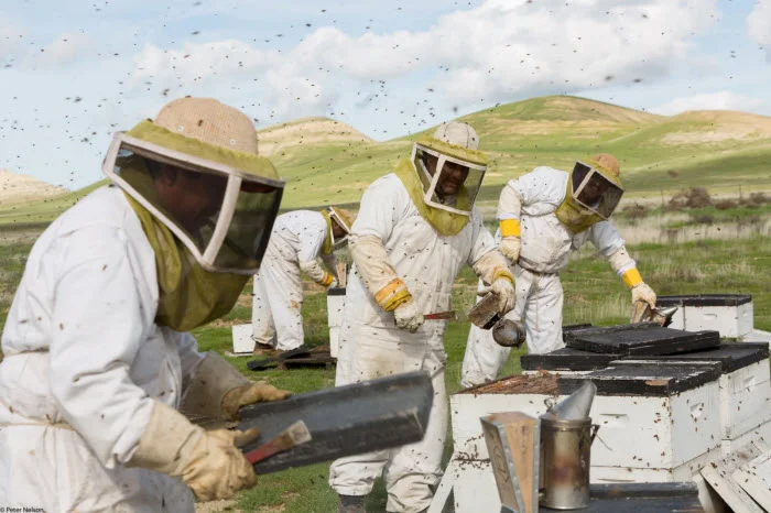 Photo: Peter Nelson ( The Pollinators )