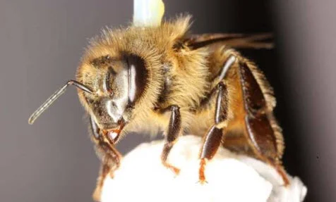 A honey bee (Apis mellifera) is harnessed for study on a flight mill in biology professor James Nieh’s laboratory, UC San Diego. – Credit: Simone Tosi