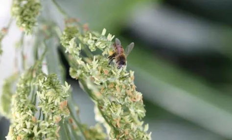 agriculture and honey bees.jpg