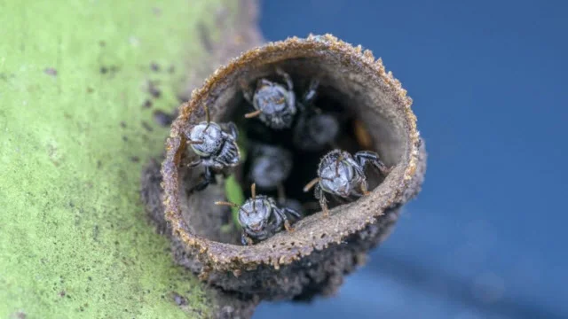 Australian native stingless bees. Credit: Dr Peter Yeeles
