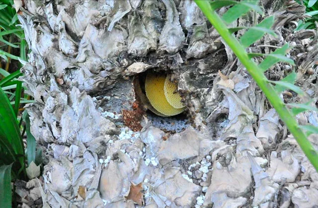 The hive’s honeycomb is visible through a hole in the cycad’s trunk. Photo by Andrew Mitchell.