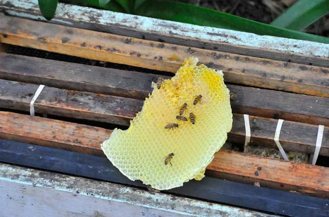Bees and a piece of honeycomb on a bee box. Photo by Andrew Mitchell.