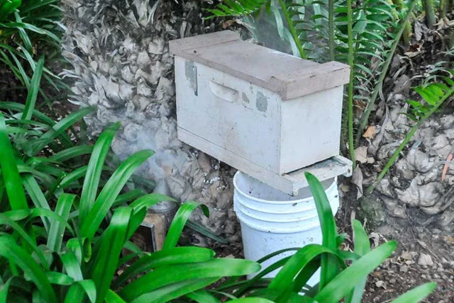 After extracting handfuls of bees and the honeycomb, Heydman uses his smoker to drive any remaining bees into the bee box for transport. Photo by Andrew Mitchell.