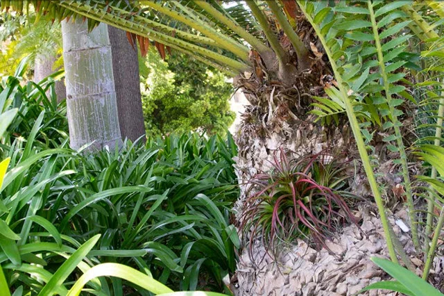 An air plant fills the hole in the cycad’s trunk; gravel and steel mesh underneath keep out bees and other creatures. Photo by Deborah Miller.