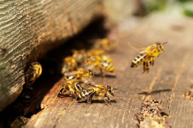 In this part of her series on raising bees, Cathy Isom lets you know about how bees defend themselves. That’s coming up on This Land of Ours.