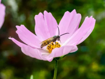 A Japanese honeybee feeds from a garden cosmos flower