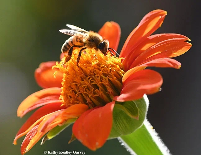 Worker honey bee forages on a Mexican sunflower (Tithonia) in the magic hour, the hour before sunset. (Photo by Kathy Keatley Garvey)