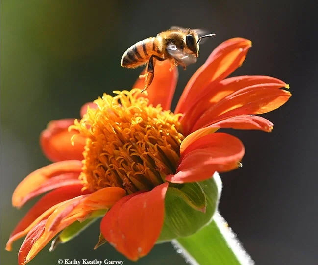 A worker bee takes flight, lifting over a Mexican sunflower. (Photo by Kathy Keatley Garvey)