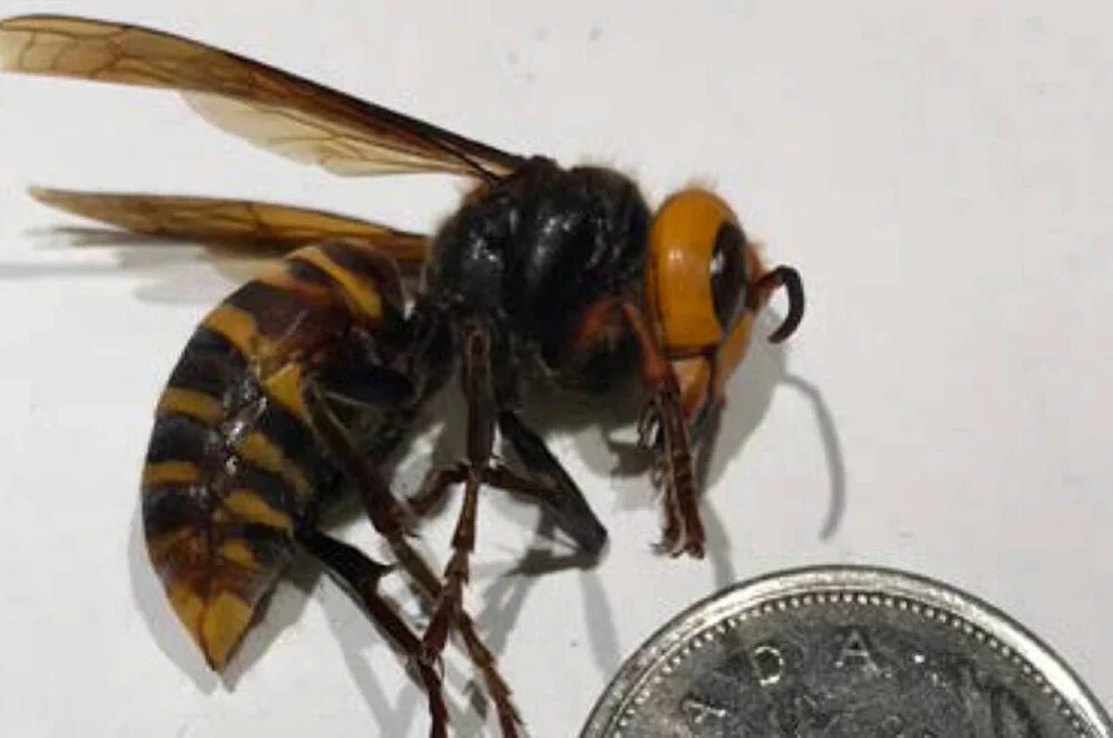The B.C. Ministry of Agriculture says three insects found in Nanaimo in August have been confirmed to be Asian giant hornets. (Submitted photo)