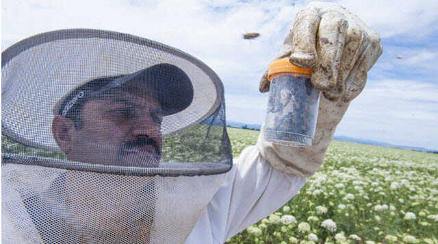 Ramesh Sagili, Oregon State University associate professor of apiculture and Extension specialist, examines honeybees in Madras, Oregon.CREDIT: LYNN KETCHUM, OREGON STATE UNIVERSITY