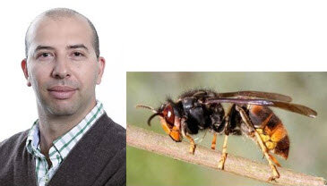 Associate Professor Amro Zayed – York University, Asian Hornet