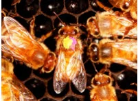 Superorganism.jpg
