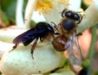 Superorganism 2.jpg