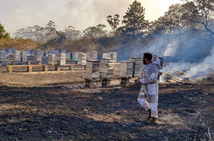 PHOTO:  Countless hives and millions of bees have been lost in NSW bushfires. (Supplied: Australia's Manuka)
