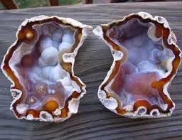 Tampa Bay Coral