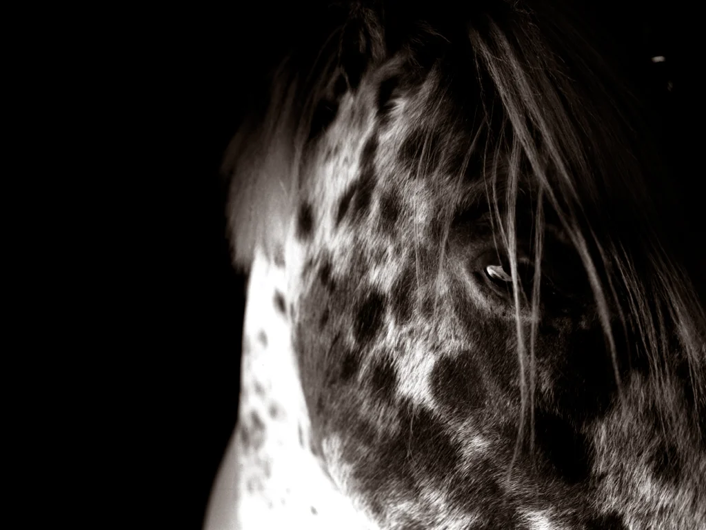 6AngusScottHorseStudyF.jpg