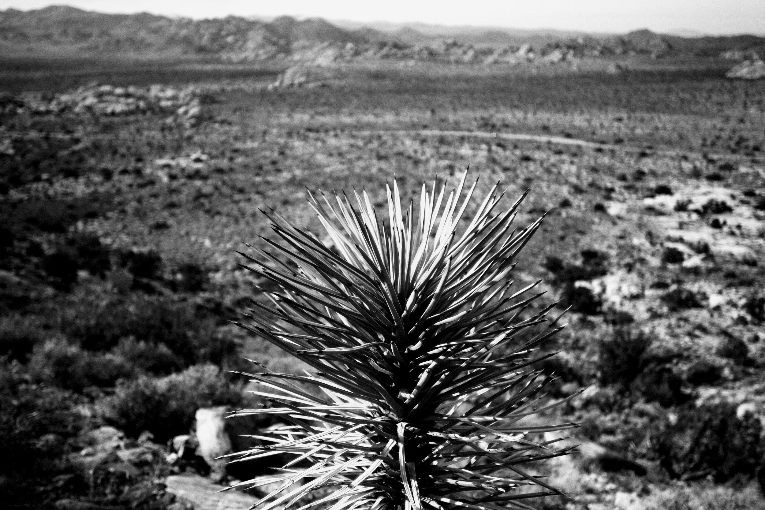 joshua tree park -  california, usa