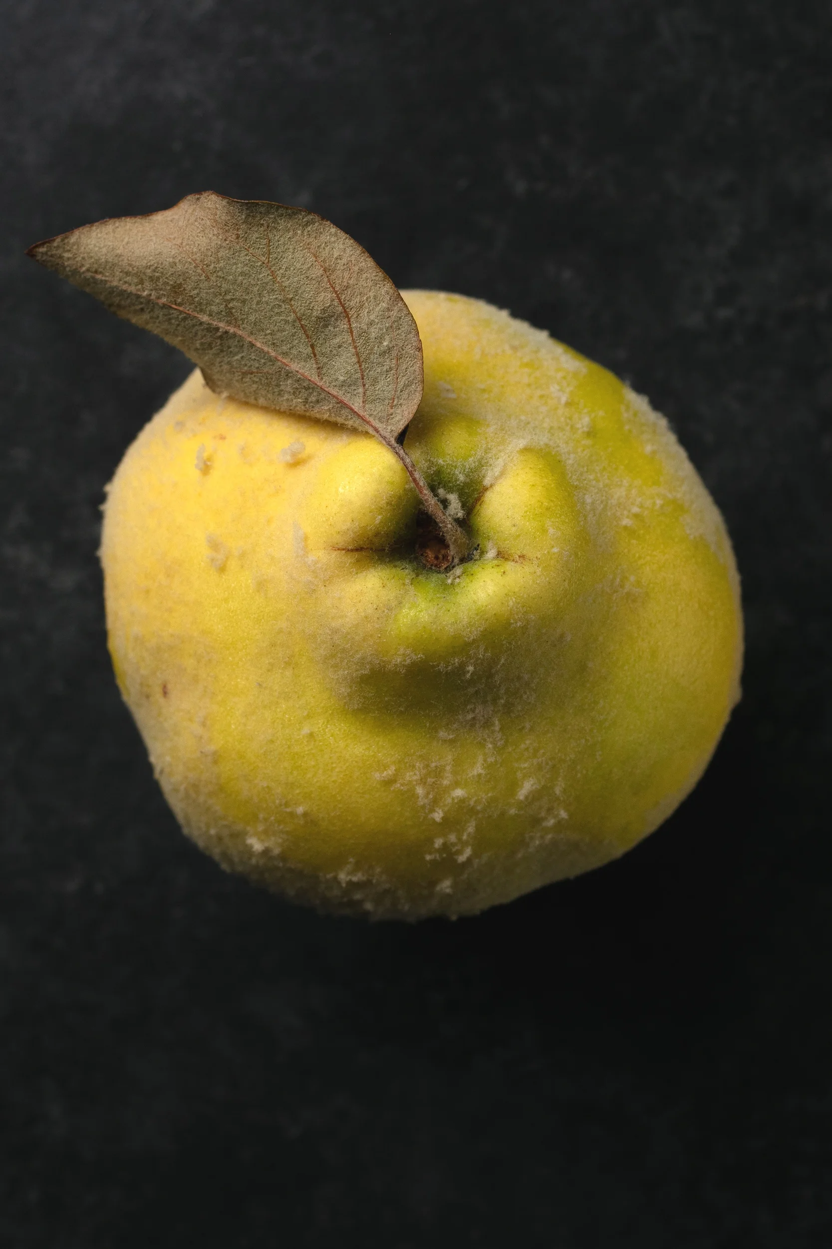 Quince-Fall2018-047.jpg
