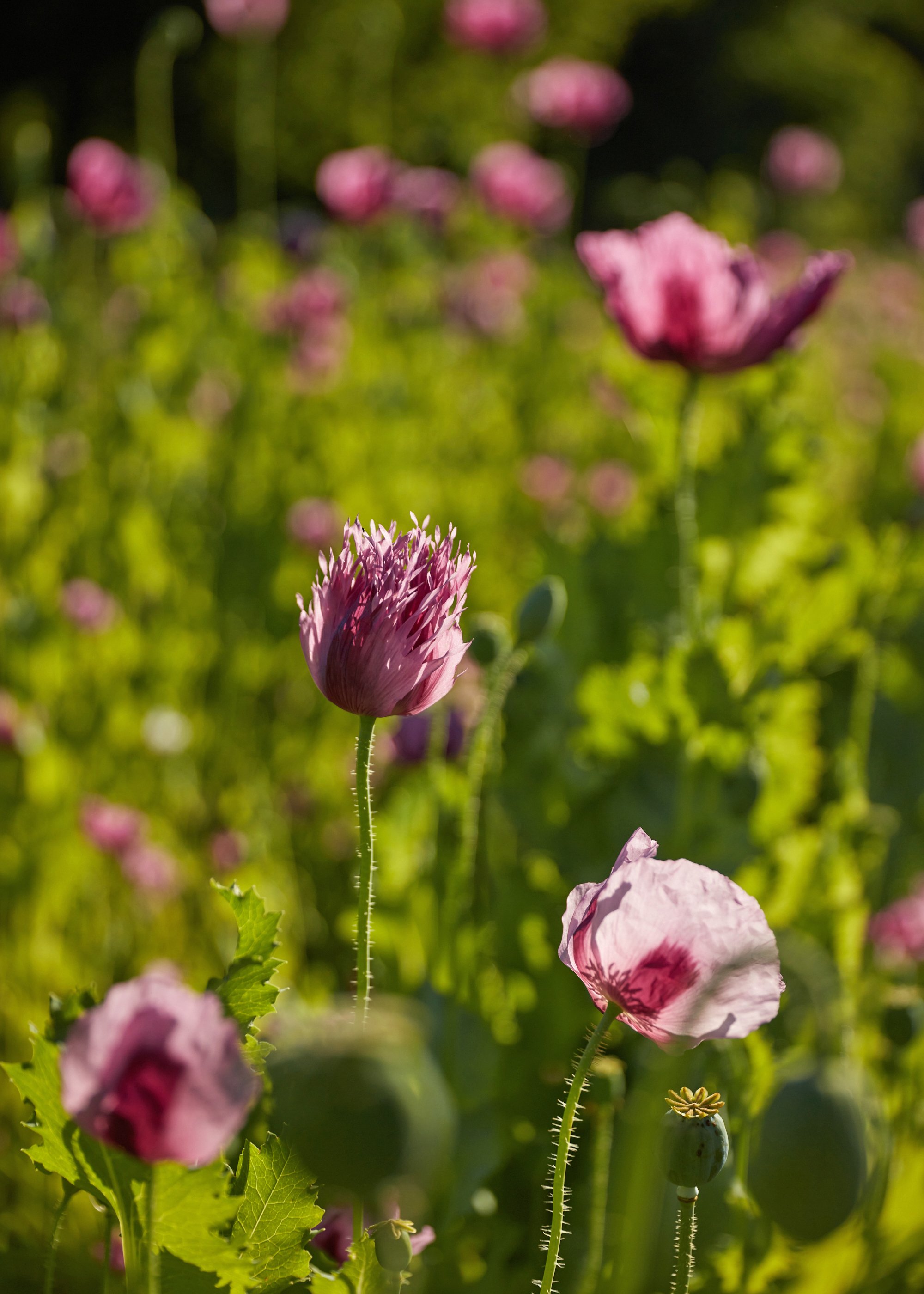 2606-LwDF-Spring-2023.jpg