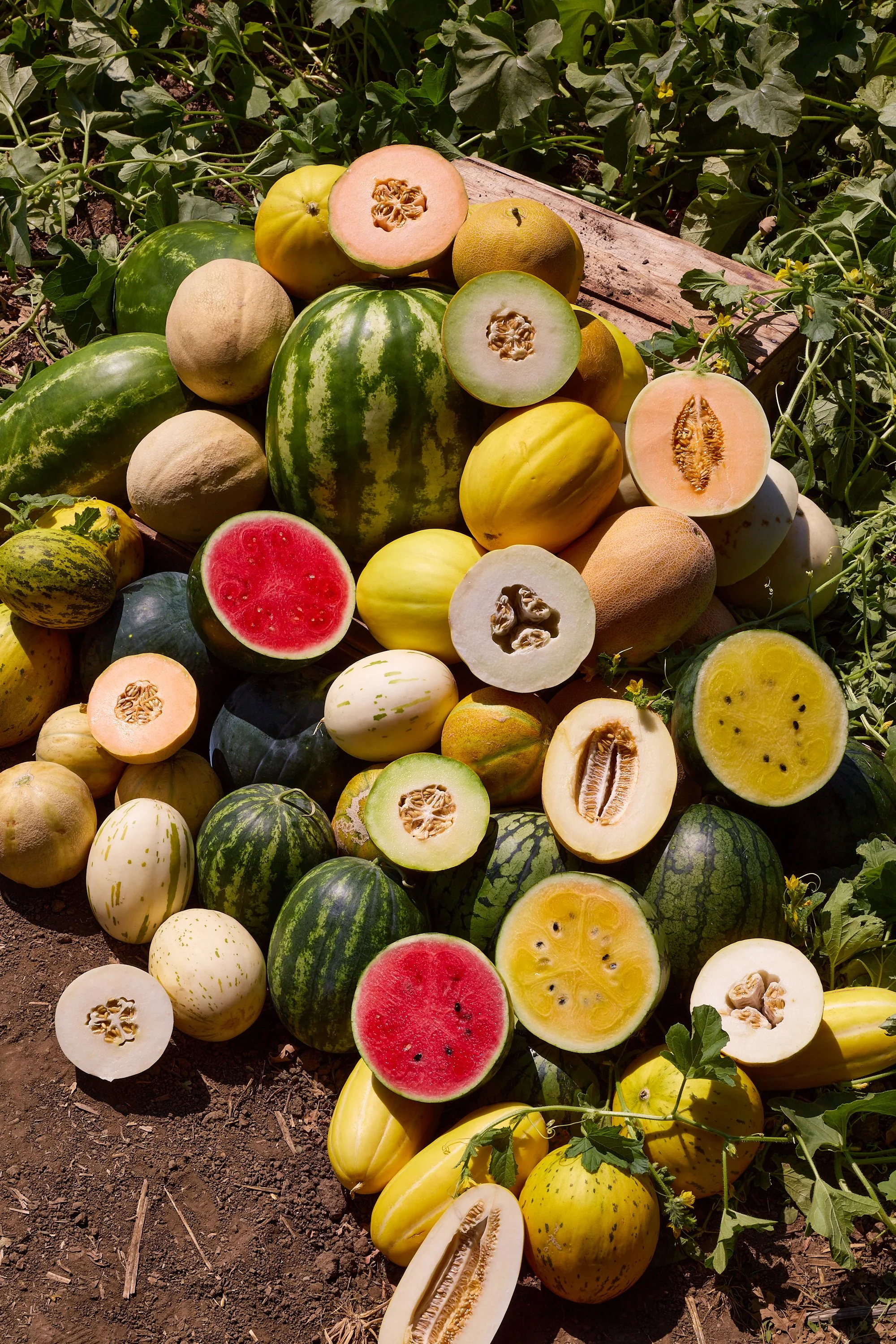 FULL-BELLY-Melon-Varieties-32.jpg