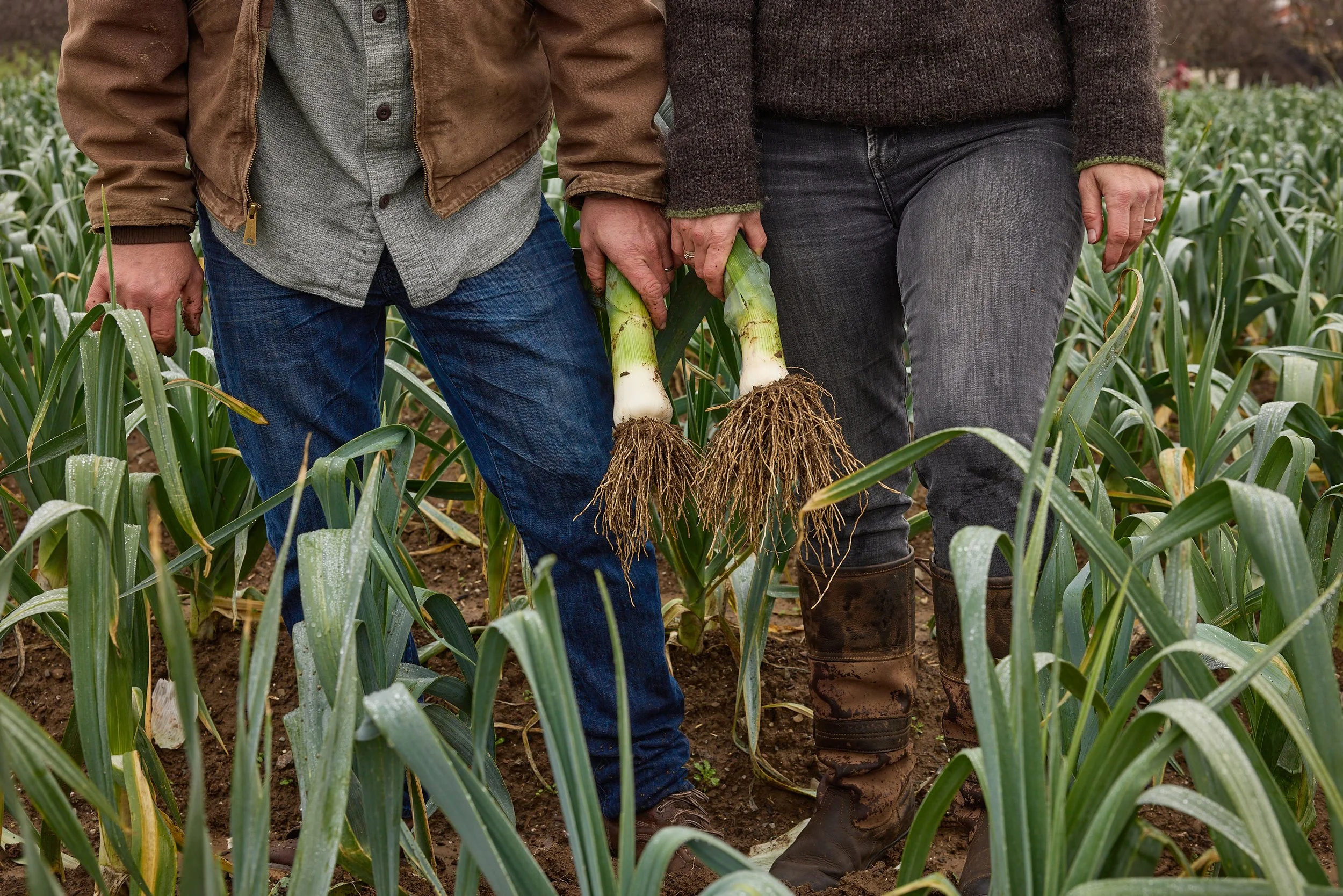 FULL-BELLY-Amon-Jenna-Winter-Leeks-Farm-041 1.jpg