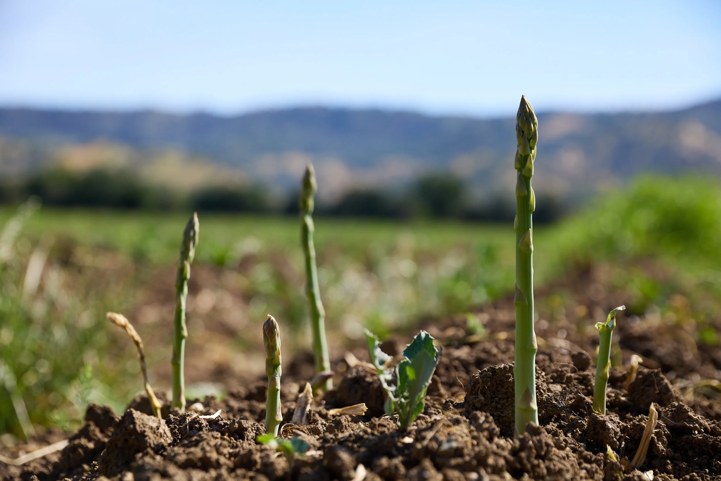 FULL-BELLY-Asparagus-farm-0023.jpg