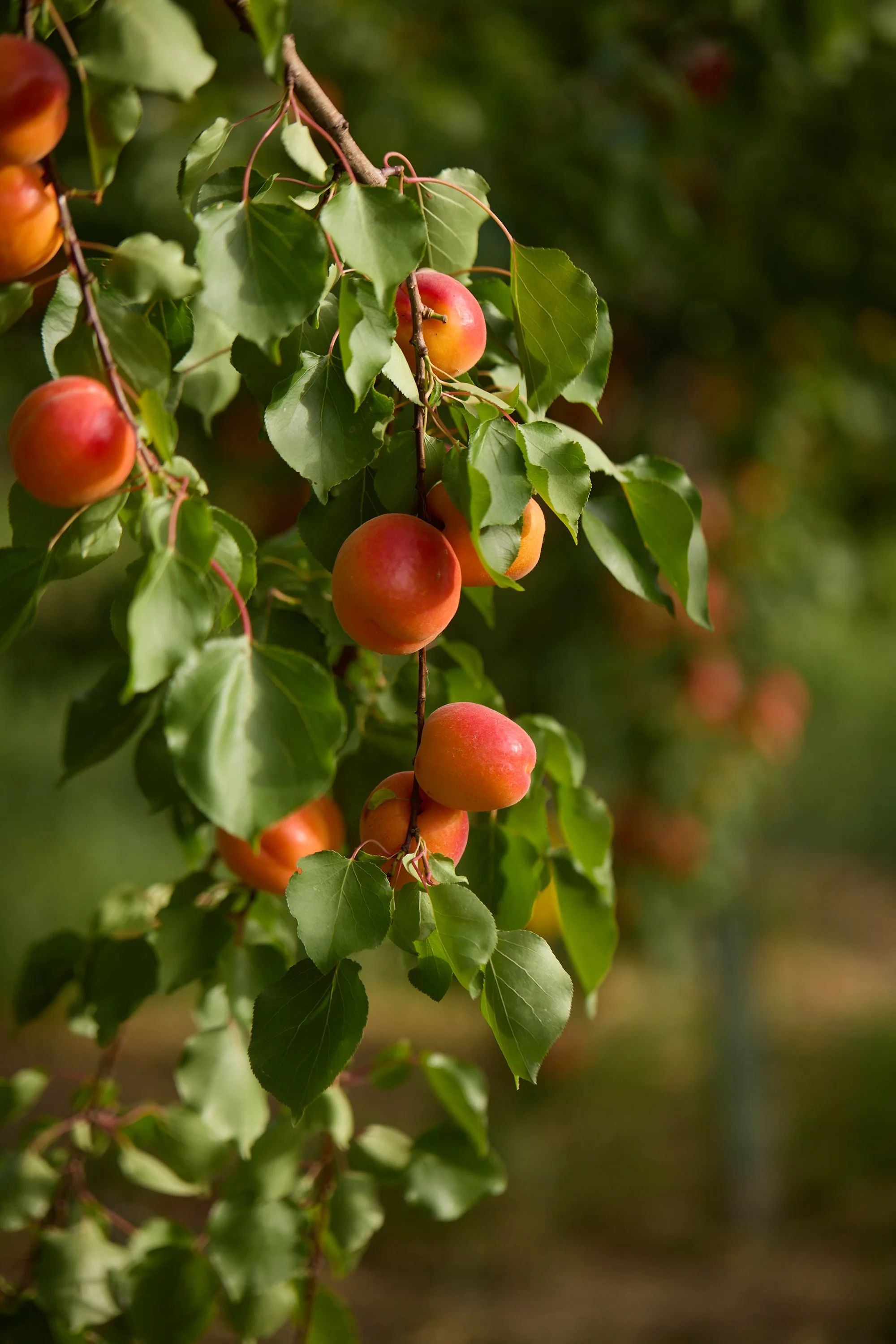 FULL-BELLY-Apricot-Farm-0103.jpg