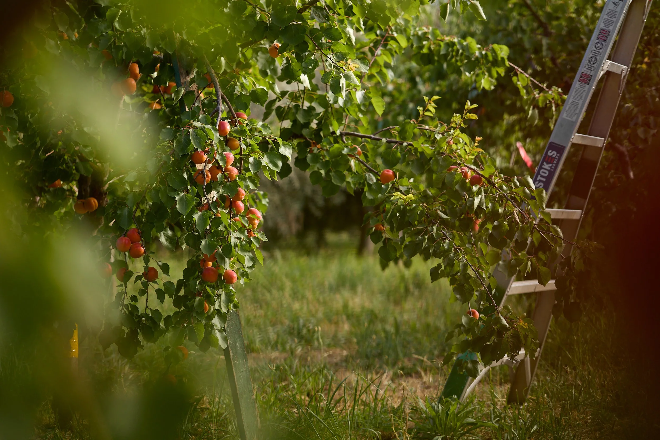 FULL-BELLY-Apricot-Farm-0038.jpg