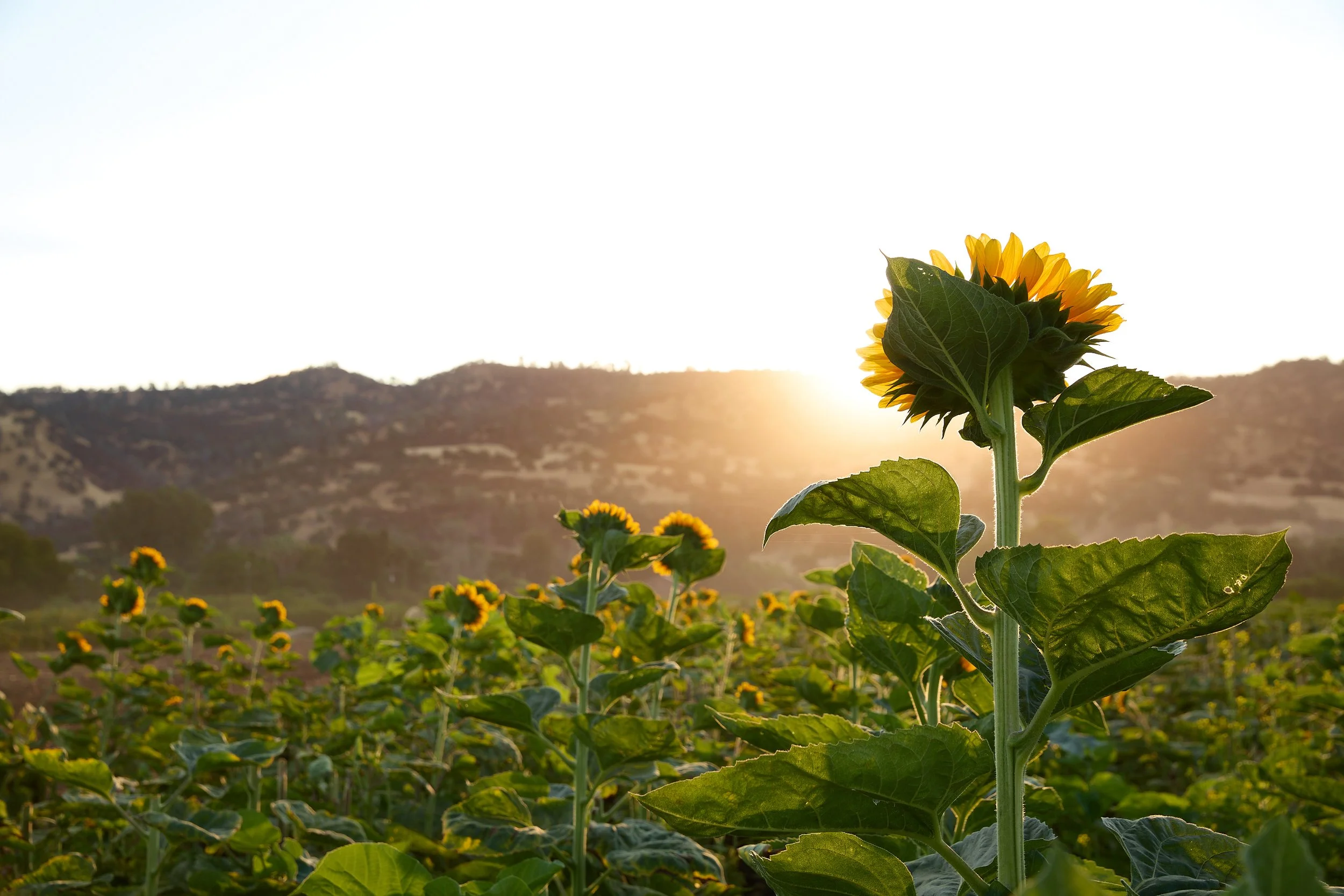 FULL-BELLY-Summer-Farm-83.jpg