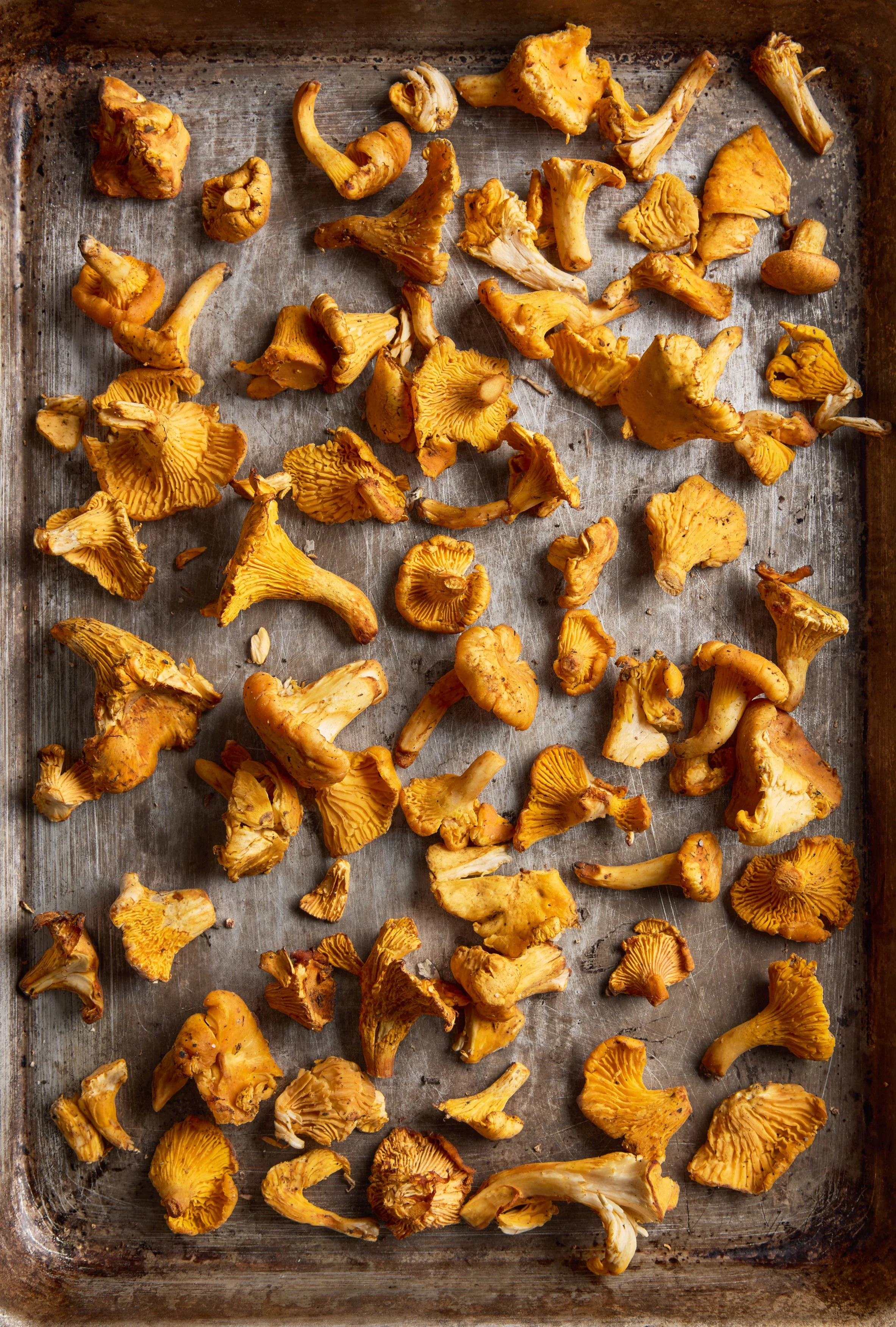 Chanterelle-09.jpg