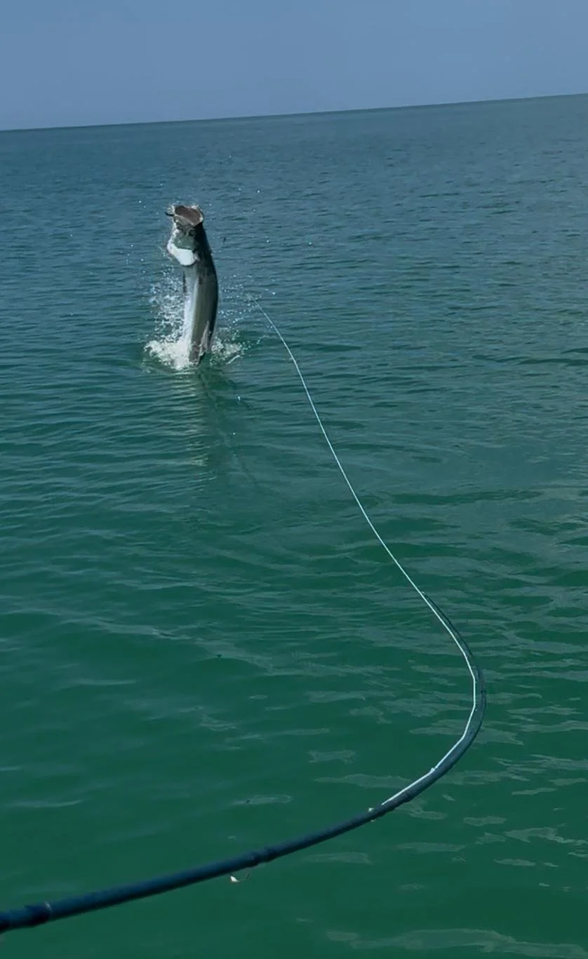 tarpon  jump tony.JPG