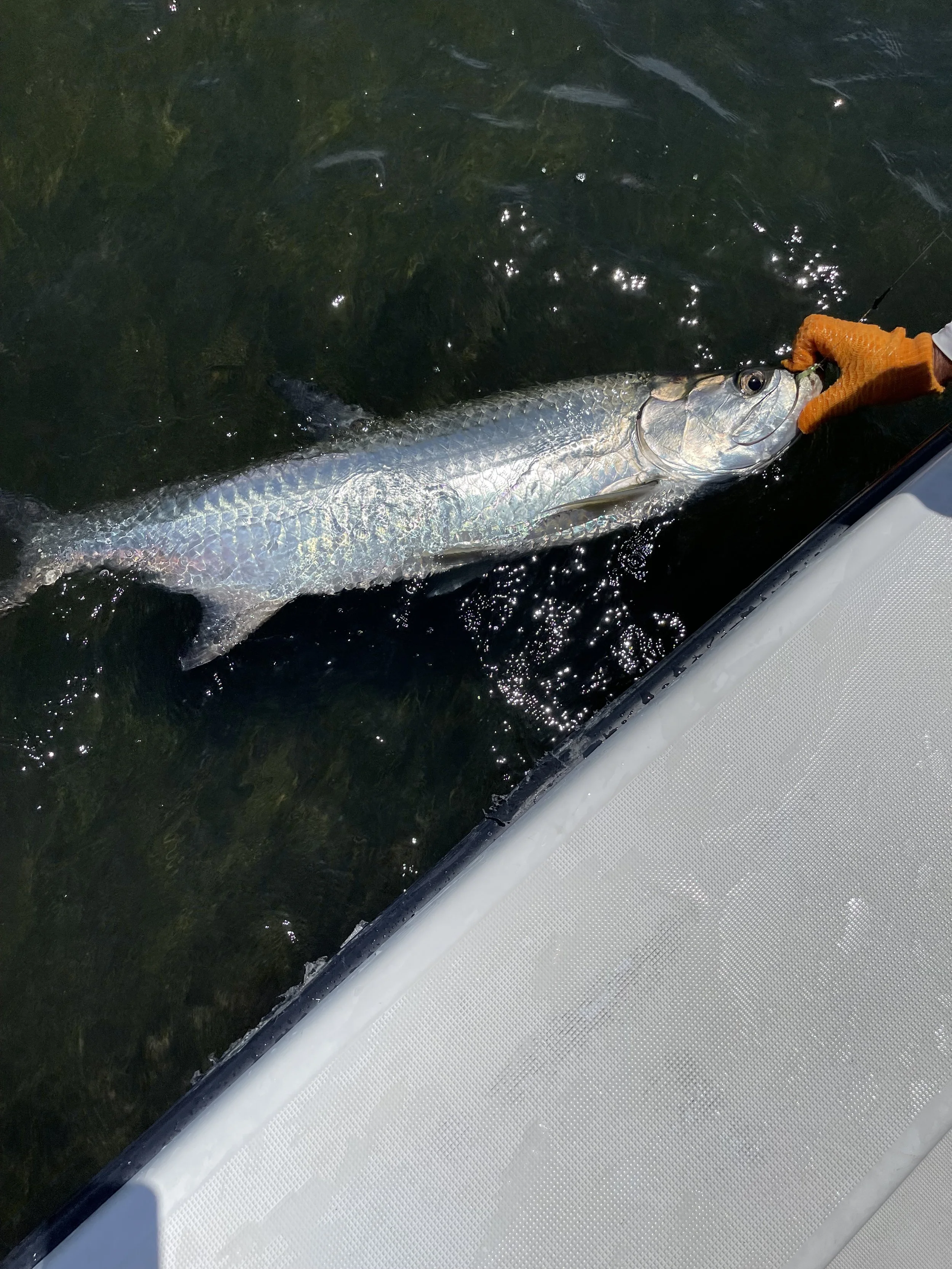 brads tarpon 2.jpg