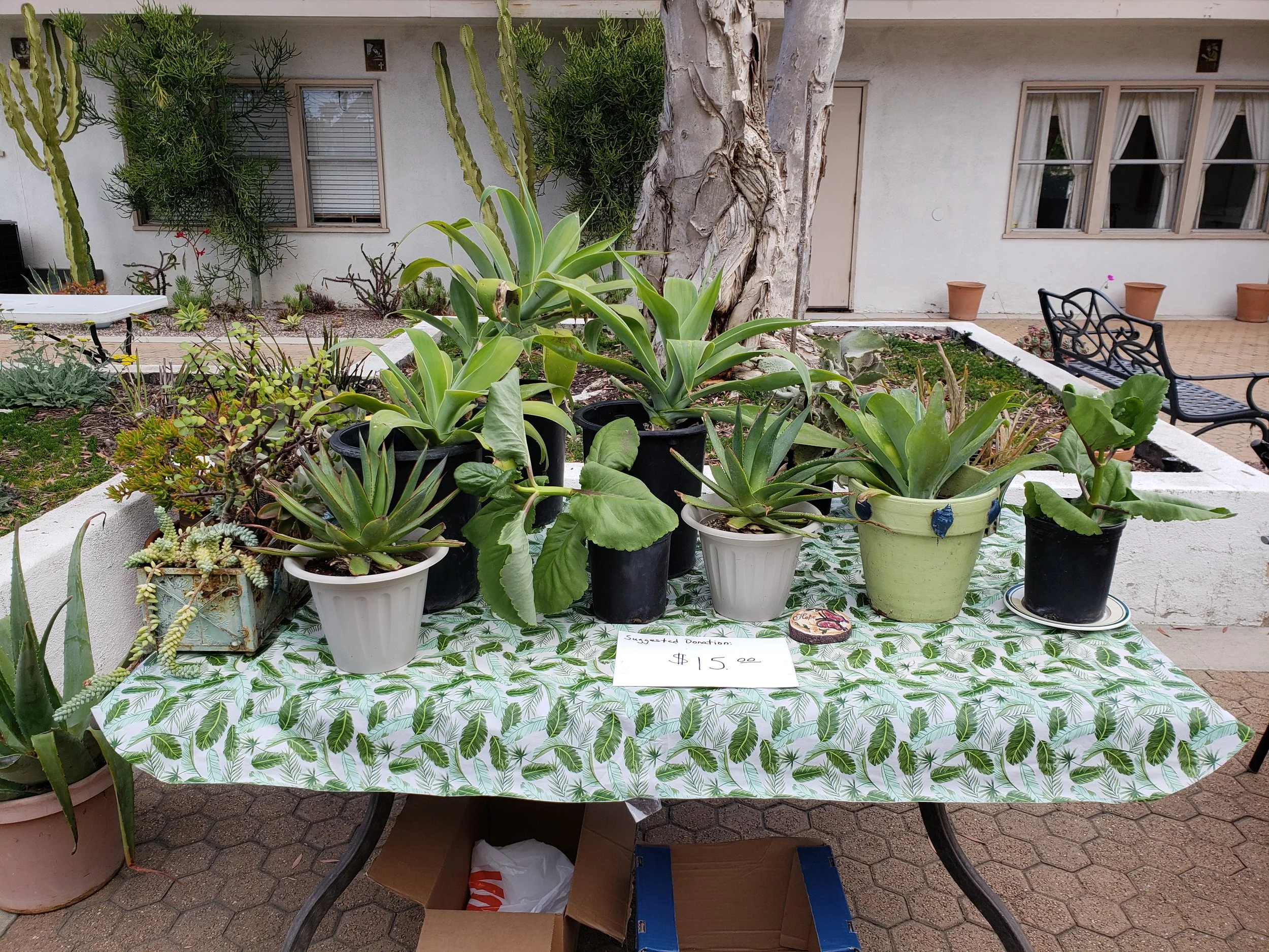 Plant Sale