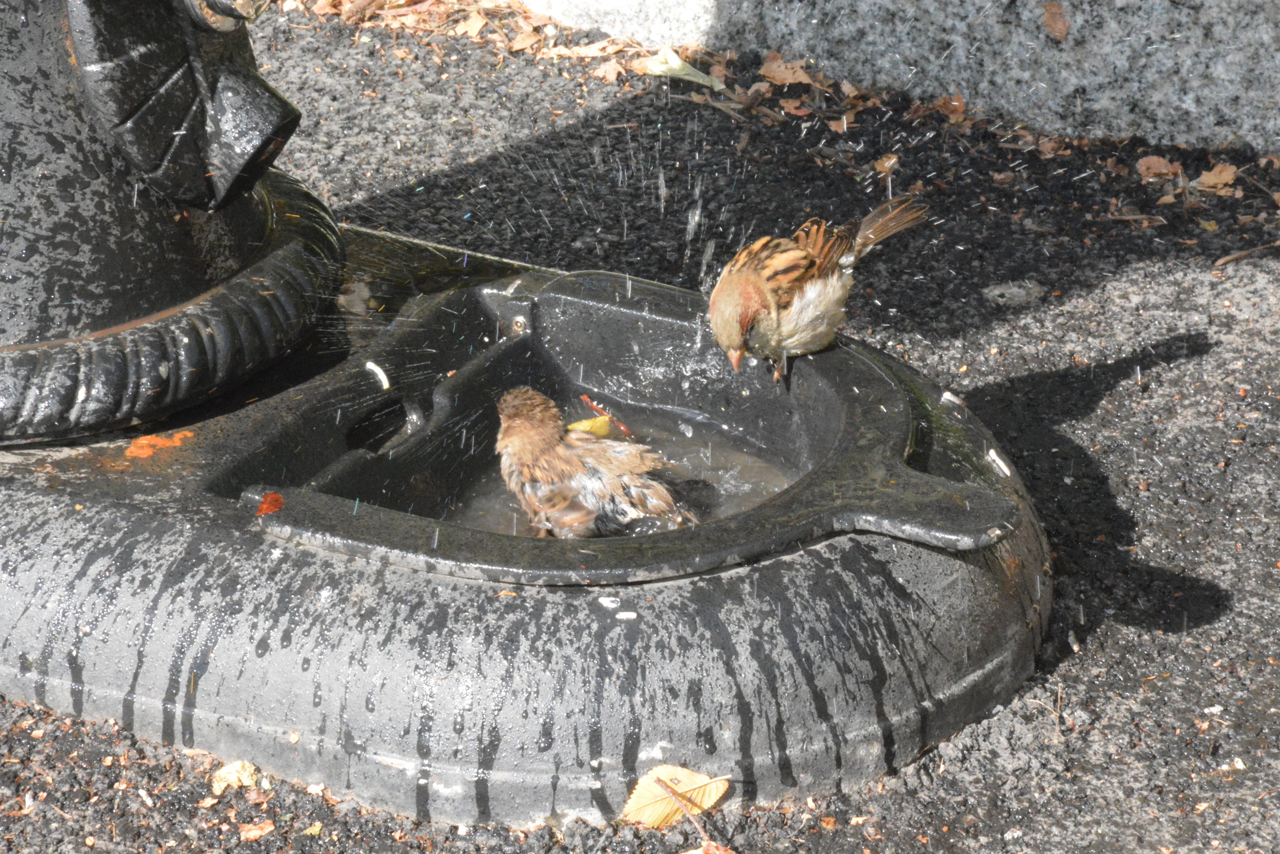 DSC_2074.JPG