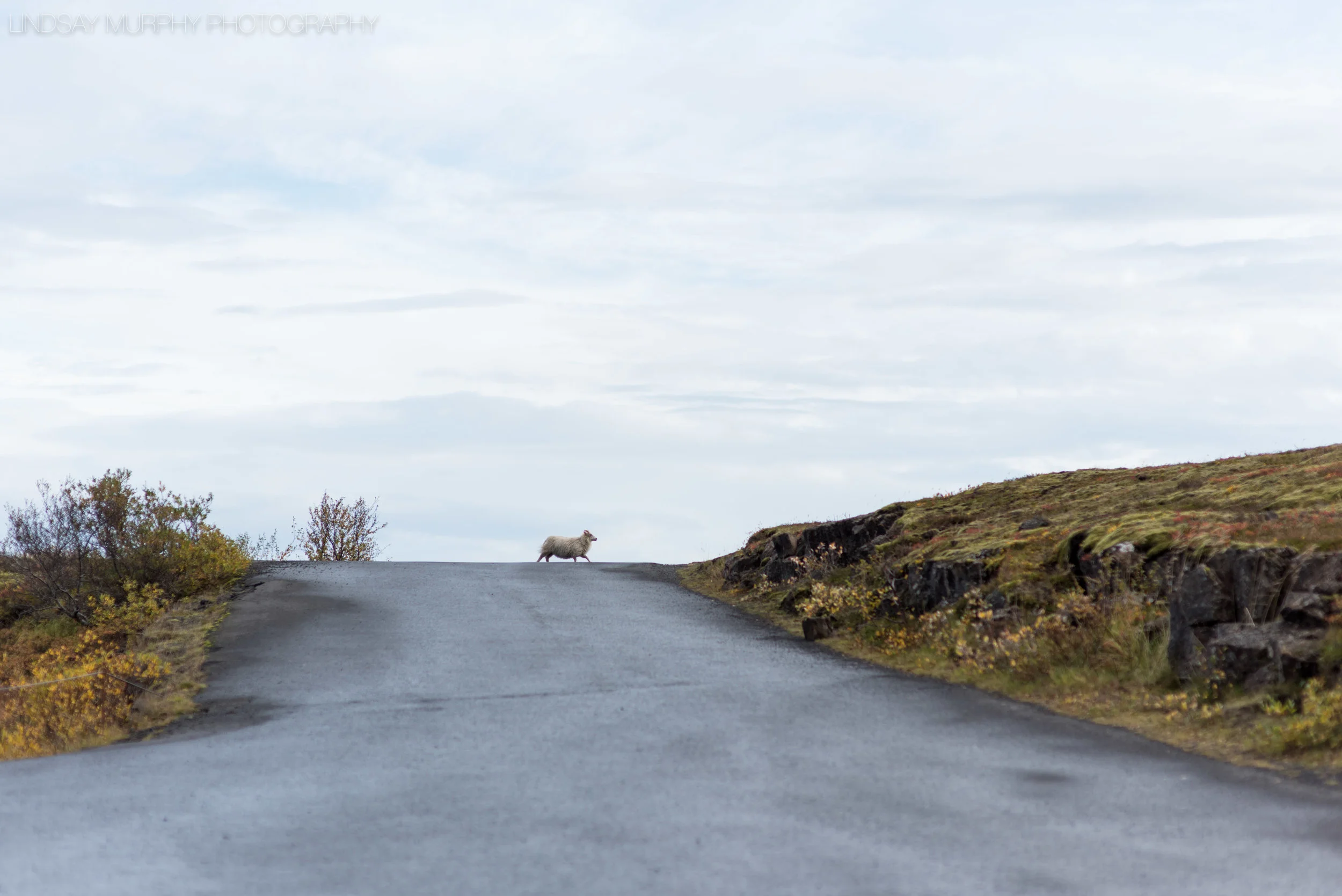 Destination_Iceland_Adventure_Wedding-397.jpg