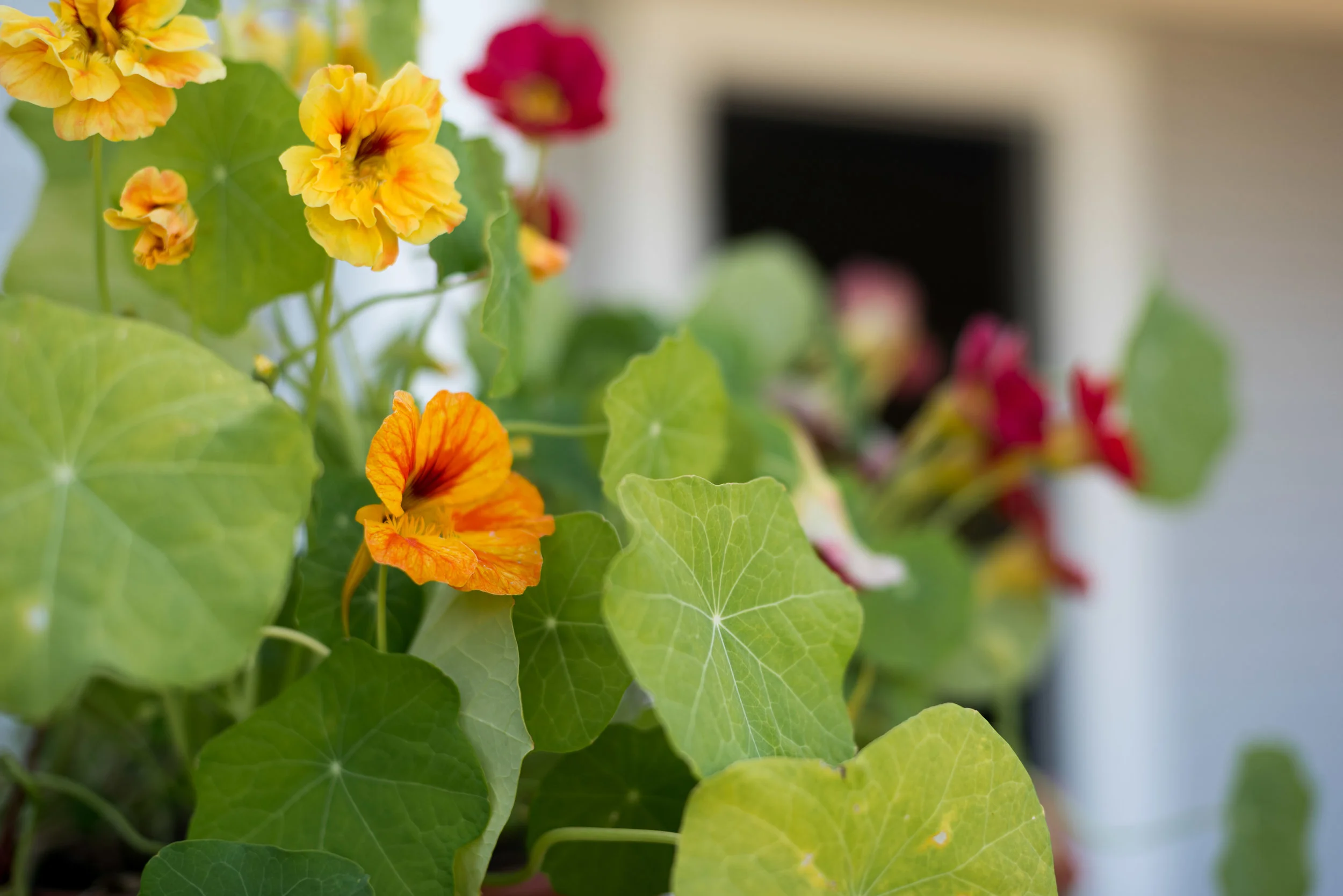 the_patio-26.jpg