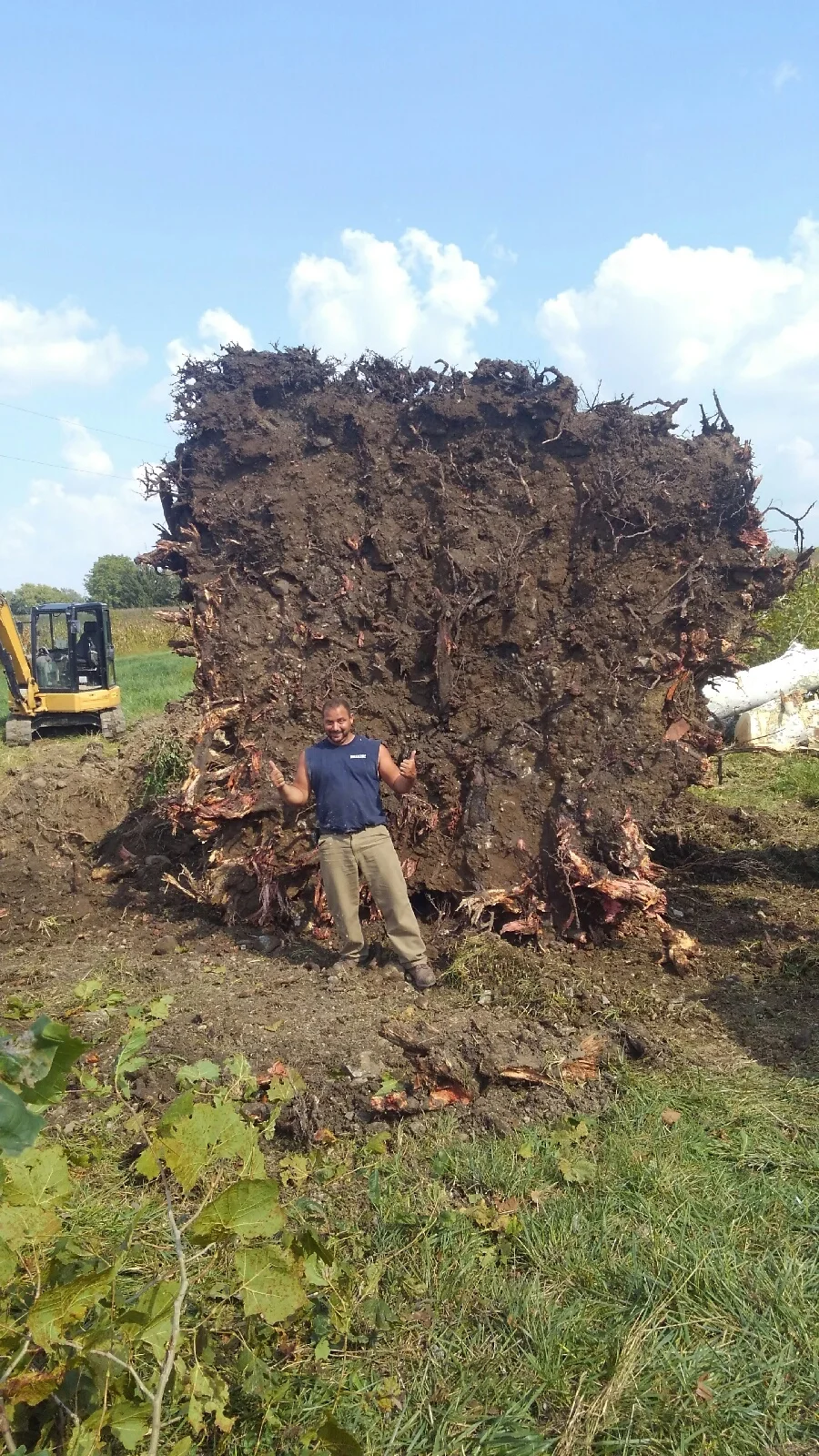  Massive roots from a Sycamore that had grown up and spread its roots through a drainage tile. 