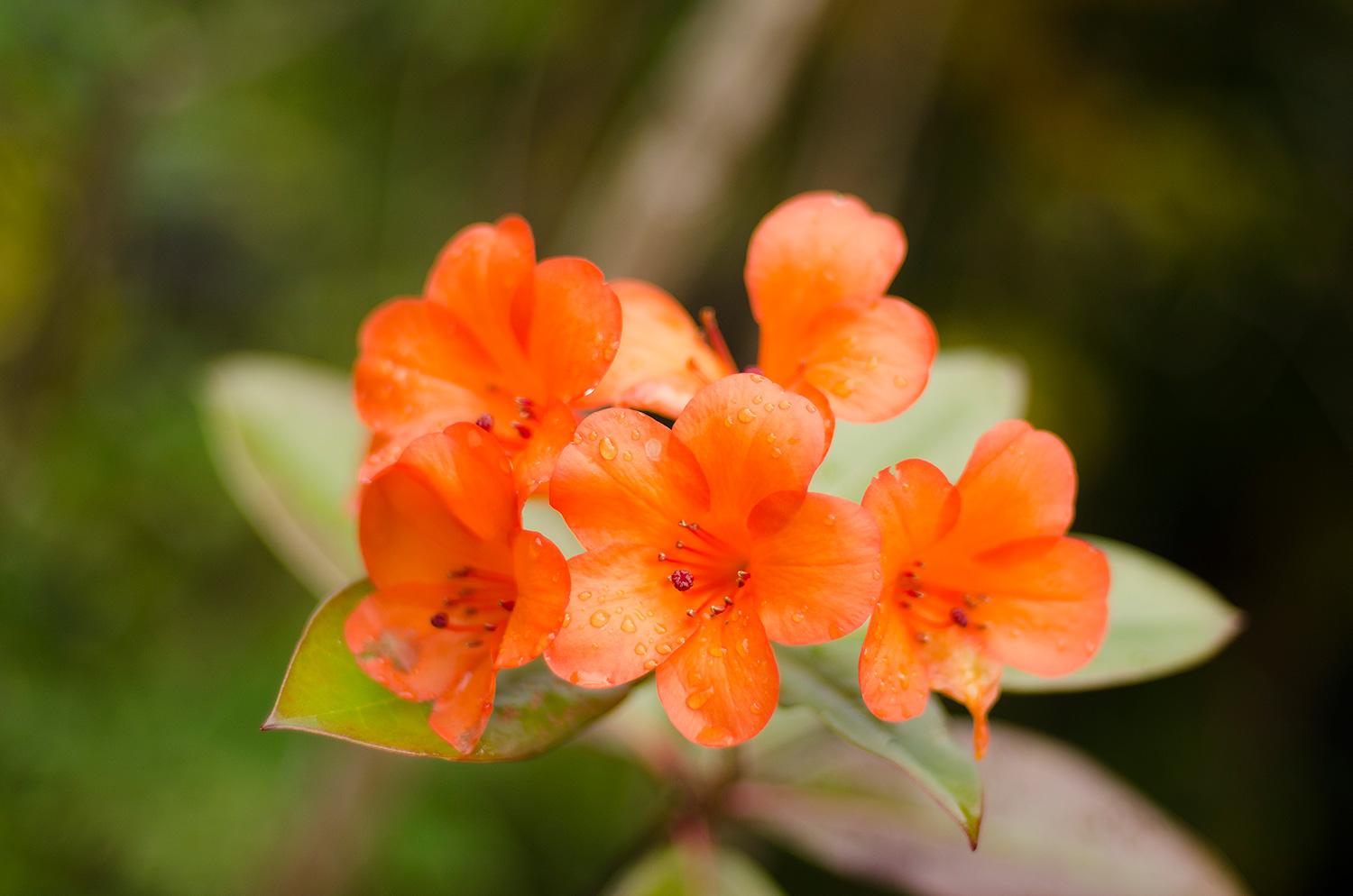 Orange-Flowers_Web.jpg